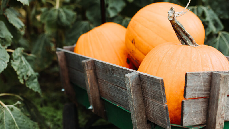 Ricette con la zucca: 8 ricette facili e veloci! 97 ricette-con-la-zucca:-8-ricette-facili-e-veloci!